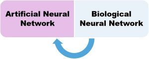 Difference Between Artificial Neural Network and Biological Neural ...
